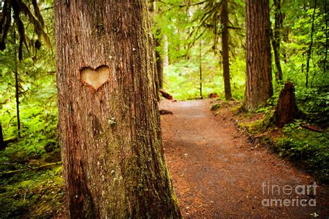 Heart carved on tree vectors (47). Carved Heart Tree Photograph by Andrea Gingerich