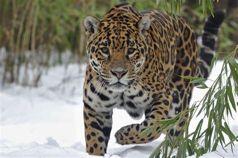 Wallpaper Jaguar Sneeuw Big Cat Hd Widescreen High Definition