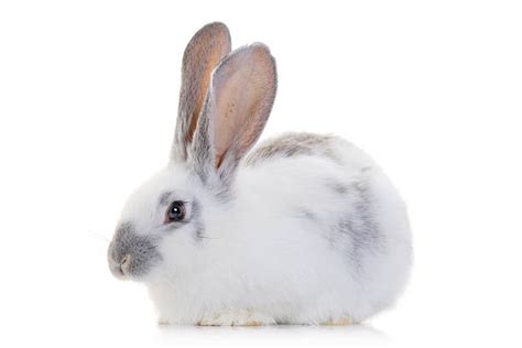 Rabbit Side View Stock Photos Pictures And Royalty Free Images Istock