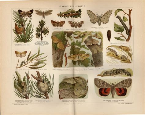 Butterfly Print Antique Lithograph From 1897
