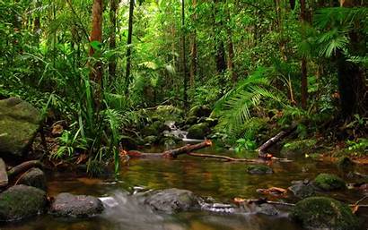 Rainforest Wallpapers Creek