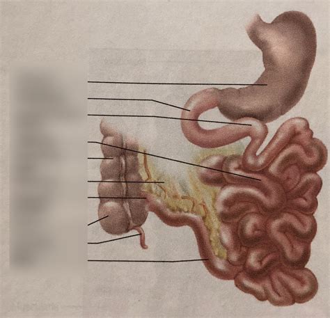 Gross Anatomy Of The Small Intestine Diagram Quizlet