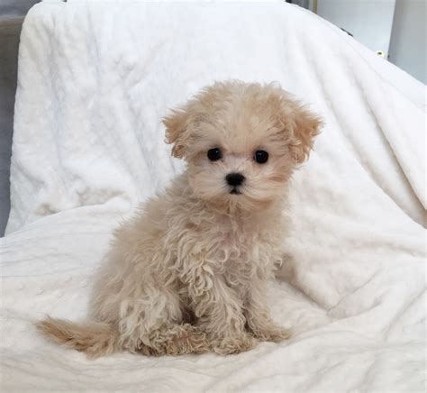 See more ideas about maltipoo, puppies, maltipoo puppy. Maltipoo medium - 15 free HQ online Puzzle Games on Newcastlebeach 2020!