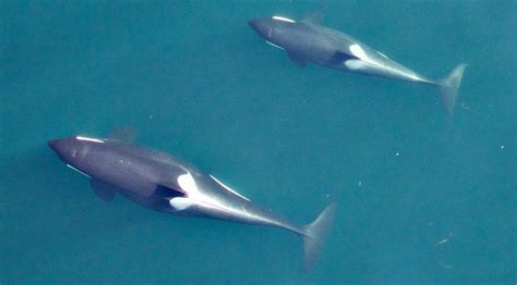 Unmanned Aerial Vehicle Reveals Killer Whales In Striking Detail Noaa