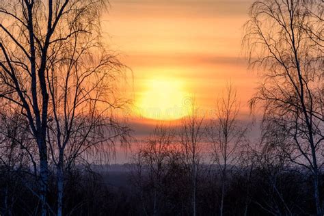 Birch Trees Against Sunset Sky And Clouds Stock Photo Image Of