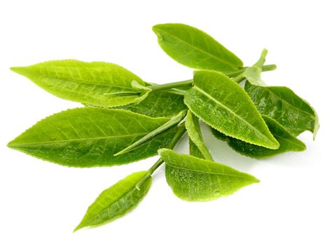 Green Tea Leaf Camellia Sinensis Leaf Extract Bio Botanica