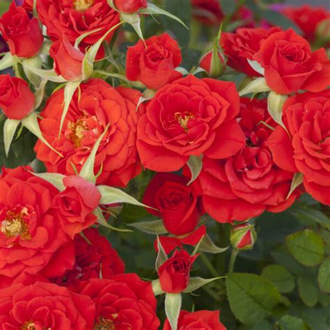 Sunblaze® Autumn Star® Roses And Plants