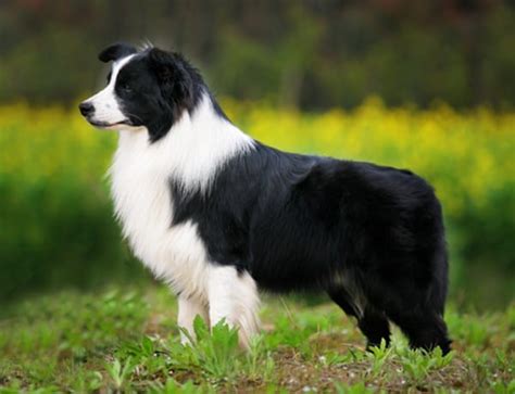 Top 10 Easy To Train Dog Breeds Tail And Fur