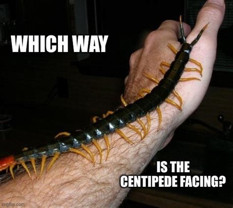 Image Tagged In Giant Centipede Imgflip