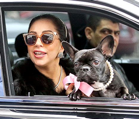 Lady gaga's dog walker was shot and her two french bulldogs, koji and gustav, were stolen wednesday night in hollywood, a source close to the singer tells cnn. Lady Gaga's Dog Miss Asia Is Modeling for Coach: Adorable Photos