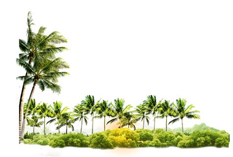 Real Coconut Tree Background Png Transparent Backgrou