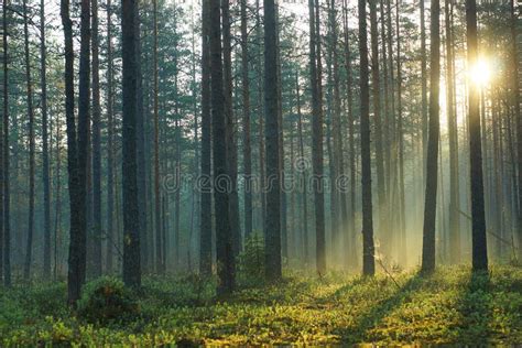 Rays Of The Morning Sun Pass Through A Pine Forest In The Early Morning