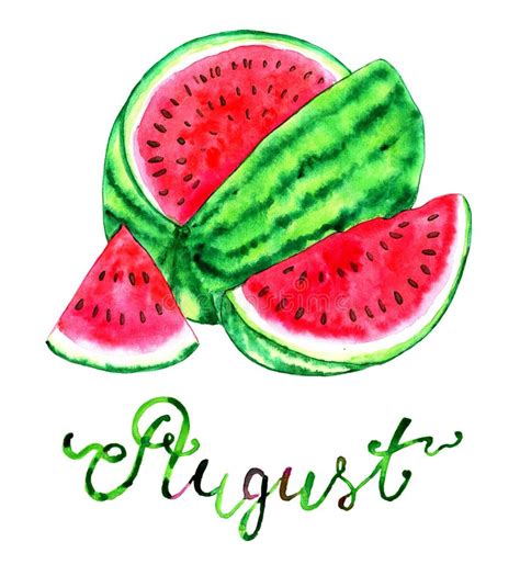 August Month Ripe Watermelon Stock Illustration Illustration Of