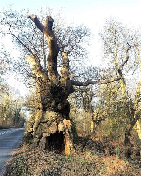 Britains Oldest Trees 7 Of Our Favourites Bt Tree Trees And