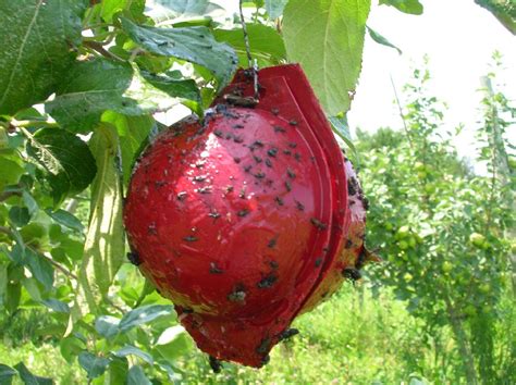 Insect Pests Cooperative Extension Tree Fruits University Of Maine