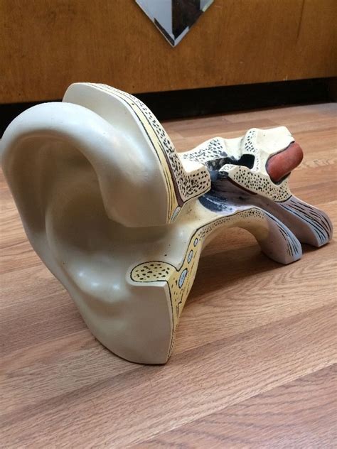 Vintage Giant Ear Biological Anatomy Model Human Ear Auditory Anatomy
