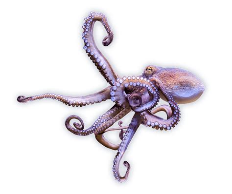 Octopus Ocean Animals