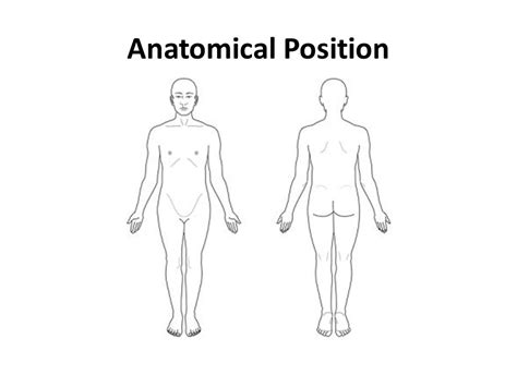 Blank Printable Anatomical Position Printable Templates