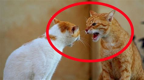 Funny Videos Of Funny Cats Compilation 2017 Part 4 Youtube