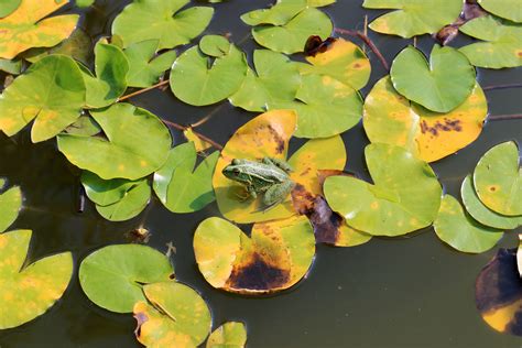 5k Pond Inhabitants Lily Pad Frog Lake Leaves Leaf High Angle