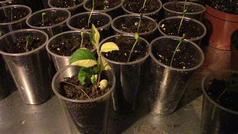 Can Apple Trees Be Propagated By Root Cuttings General Fruit Growing
