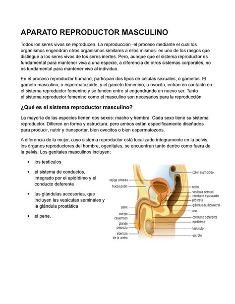 Anatomia Del Aparato Reproductor Masculino