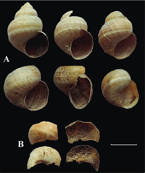 Shell Fragments Of The Gastropod Cipangopaludina Ussuriensis Found