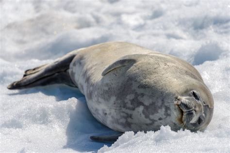 Premium Photo Leopard Seal On Beach With Snow In Antarctica