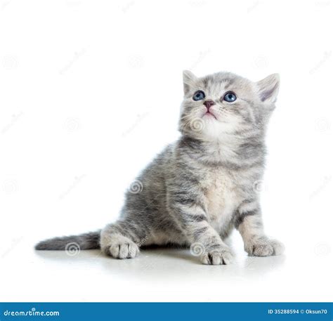Grey Cat Kitten Looking Up Stock Photo Image Of Little 35288594