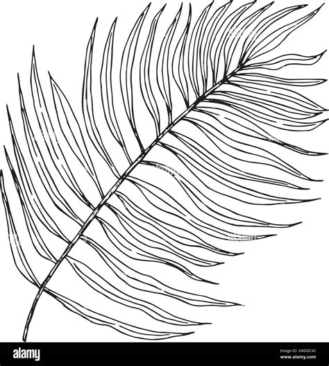 Palm Branch Isolated Hand Drawn Illustration Converted To Vector For