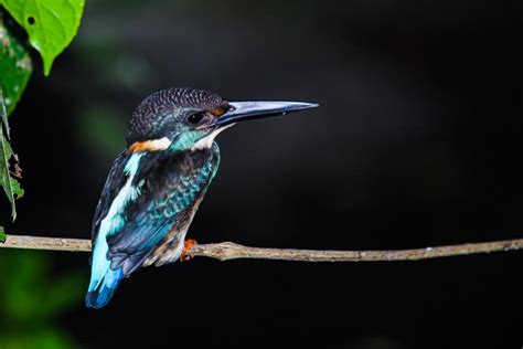 Malay Blue Banded Kingfisher Alcedo Peninsulae