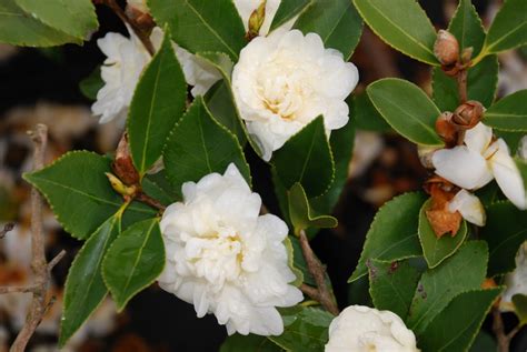 ‘snow Flurry Zone 6 Hardy Camellia What Grows There Hugh Conlon