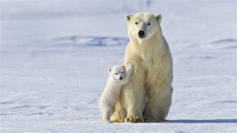 Polar Bear Mother And Cub Bing Wallpaper Download