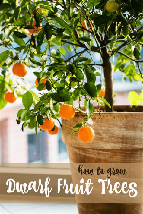 Gardeners can grow their own food, even in the smallest of areas. Growing Dwarf Fruit Trees • The Prairie Homestead