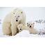 Polar Bear Family Arctic Wildlife Animals Love Hugging Poster 