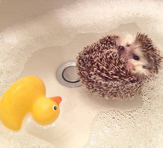 8 fl oz (pack of 1) 4.7 out of 5 stars 4,008. Hedgehog Bath - Hedgehog care:):)