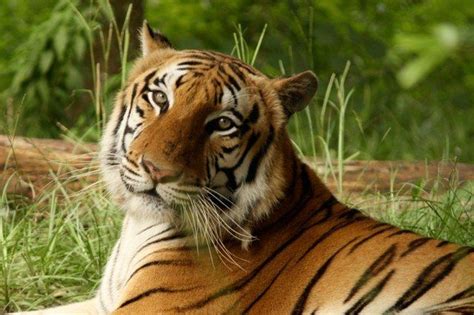 We rescue farm animals, and make them part of our family. by Peace River Refuge & Ranch - Wild Animal Sanctuary ...