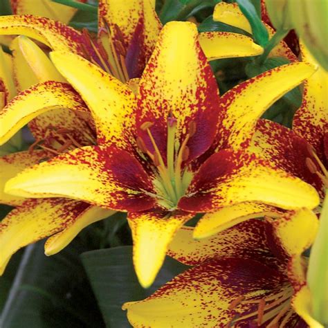 Yellow Tiger Lily Lily Tiger Play Eyemaster Asiatic 3 Bulbs Item L