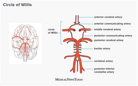 Circle Of Willis Anatomy Function And What To Know