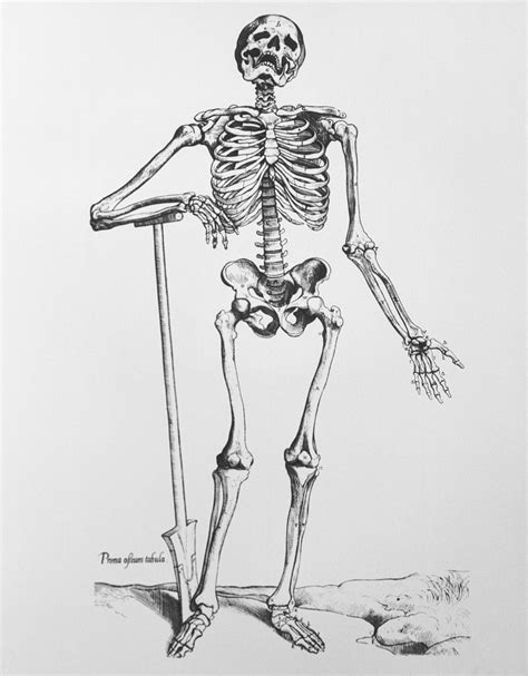 Human Skeletal Anatomy 16th Century Poster Print By Science Source