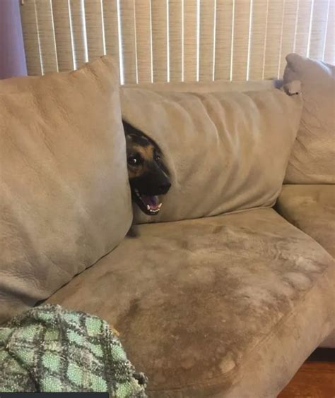 “dog Poorly Playing Hide And Seek But Loving It” Pawmygosh
