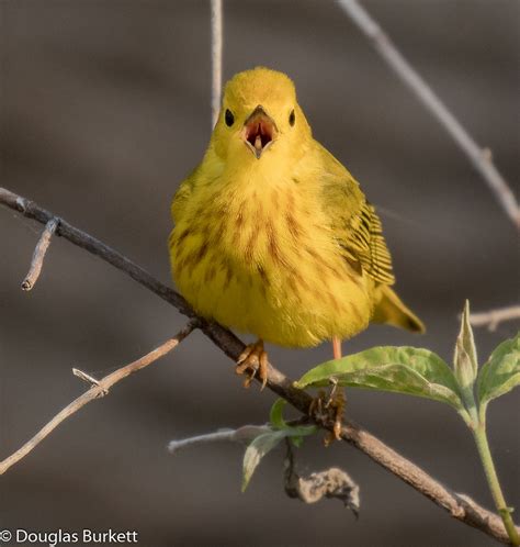 Ohio Spring Migration Flickr