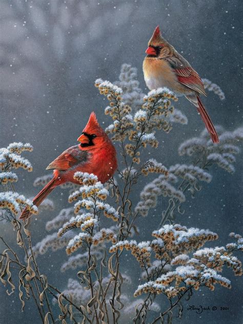 Winter Cardinals On Goldenrod Pet Birds Beautiful Birds Birds
