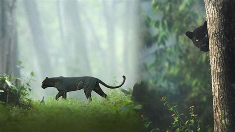 rare sighting black panther in karnataka spotted roaming in the forest