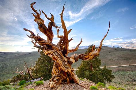 The Oldest Trees In The World