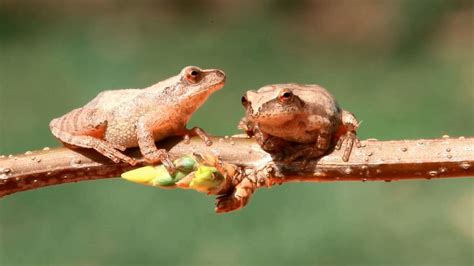 Discover Nature Spring Peepers Krcg