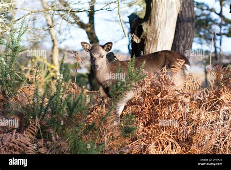 Sika Deer Grazing In The Woodland Of Arne Rspb Nature Reserve Dorset
