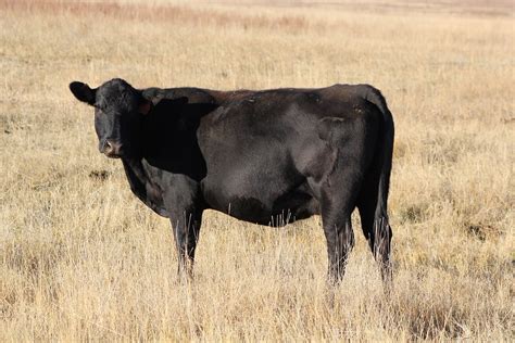 Adding Value To Cull Cows Announce University Of Nebraska Lincoln