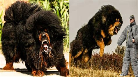 Top 10 Most Dangerous Dog Breeds In The World 2019
