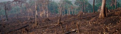 Los Principales Problemas Medioambientales Del Momento Eacnur